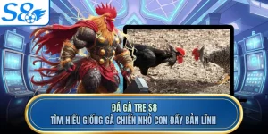 Đá Gà Tre S8 - Tìm Hiểu Giống Gà Chiến Nhỏ Con Đầy Bản Lĩnh